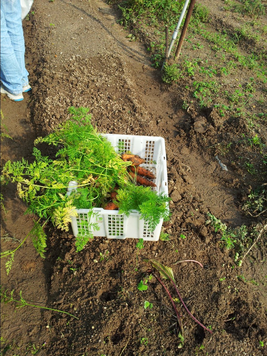 20120422Organic Farm29